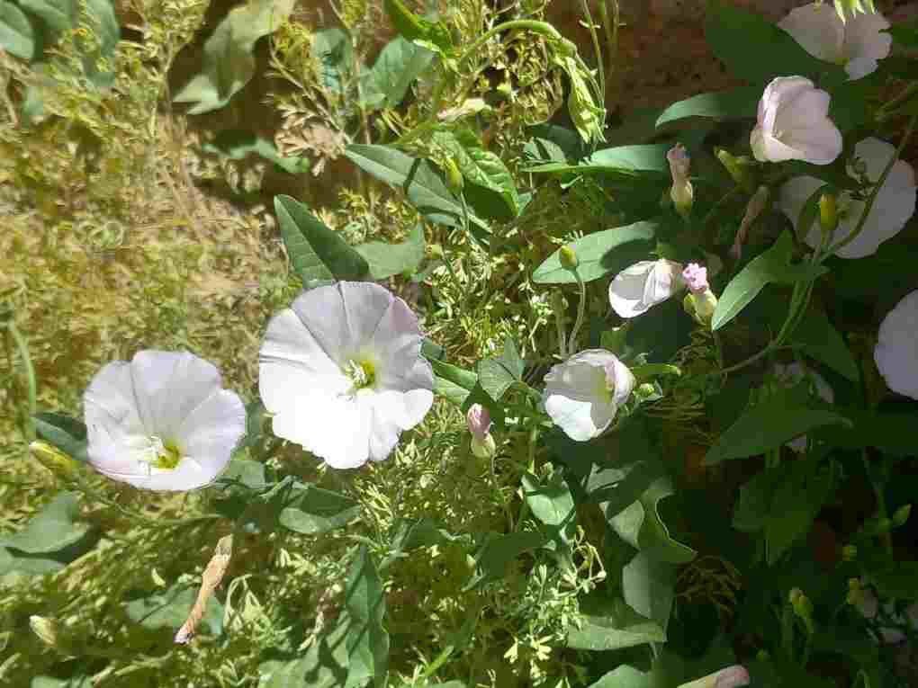 خودنمایی گل پیچک صحرایی