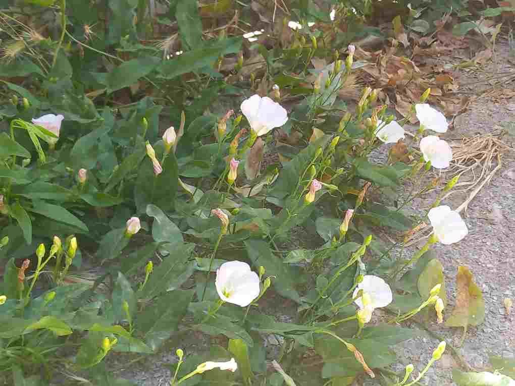 پیچک صحرایی