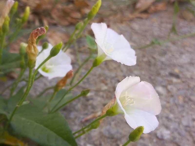 گل پیچک صحرایی سفید