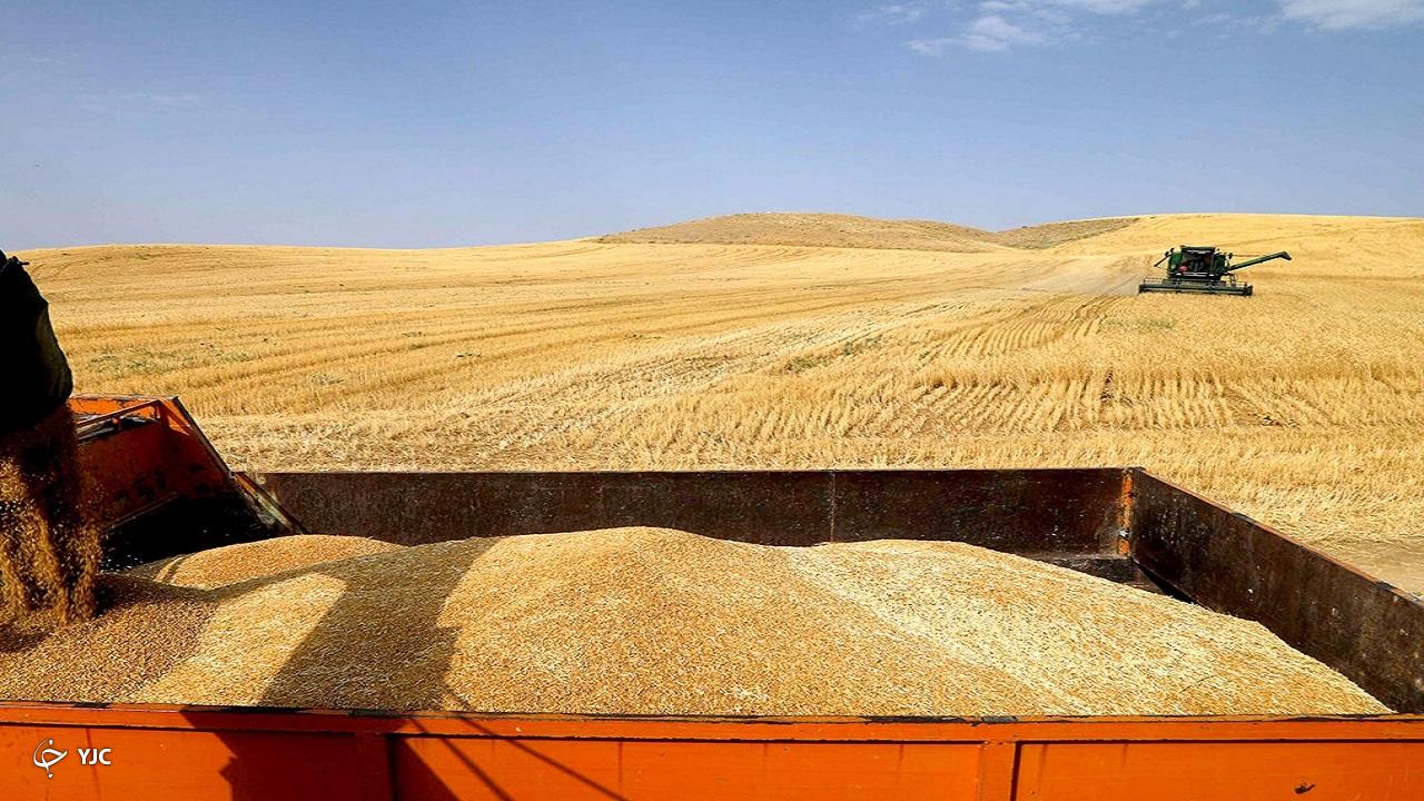 بیش از ۳۰ هزار تن گندم از کشاورزان بوکان خریداری شد