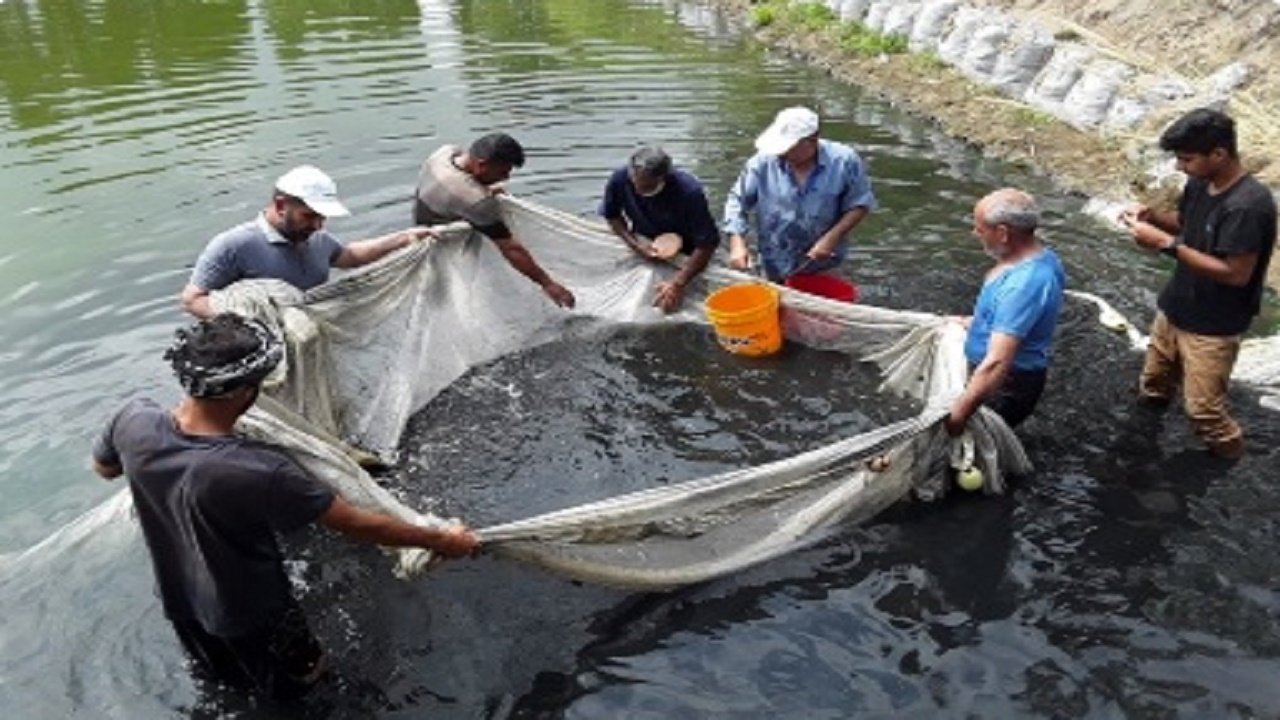رهاسازی هزاران قطعه بچه ماهی در مازندران