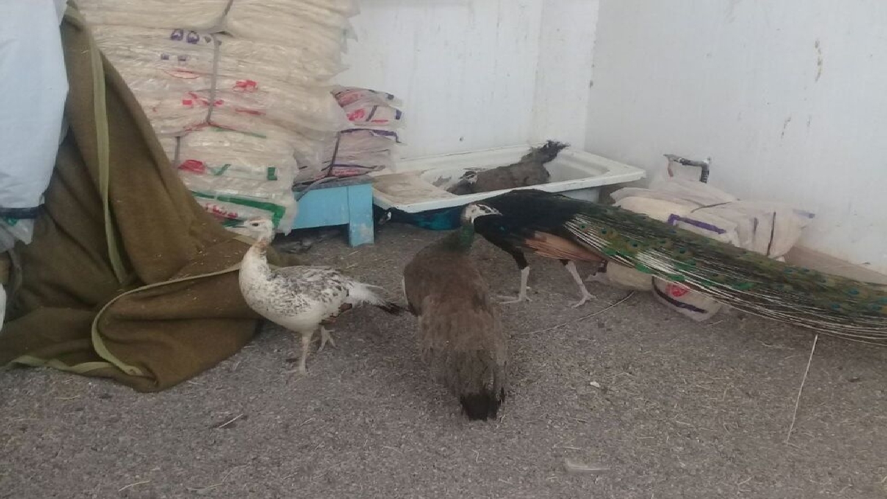 کشف ۱۸ قطعه پرنده طاووس از یک منزل مسکونی در تایباد