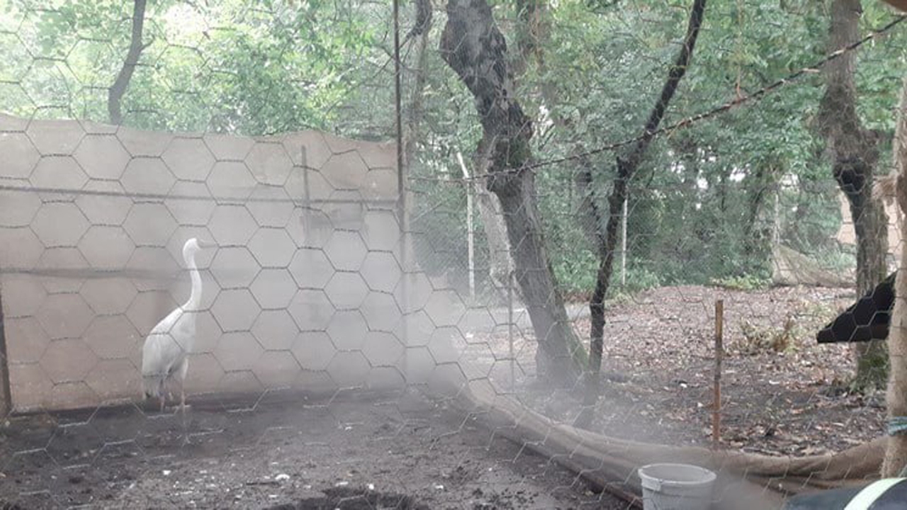 درنای بلژیکی در شرایط خوبی بسر می‌برد 