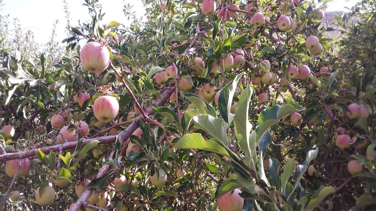 آغاز برداشت سیب از باغ‌های روستای جغدان در چهارمحال و بختیاری + فیلم و تصاویر