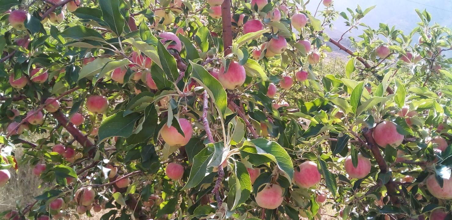روستای جغدان