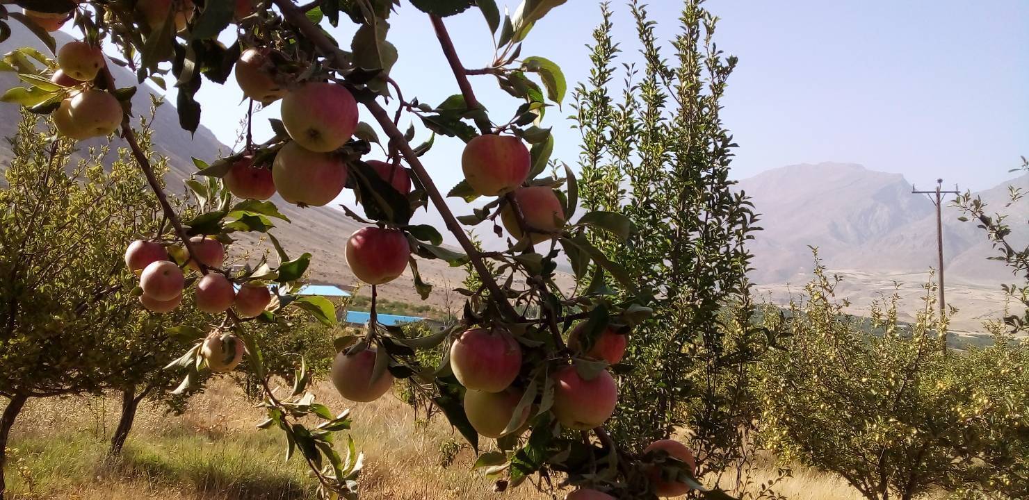 جلوه گری درختان سیب در روستای تکه