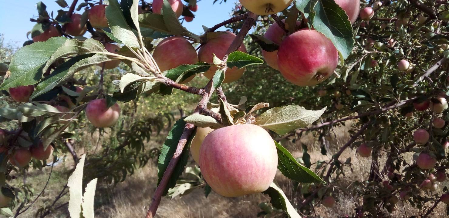 درختان سیب ذر روستای جغدان