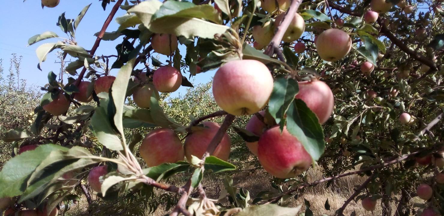 پربار شدن درختان سیب