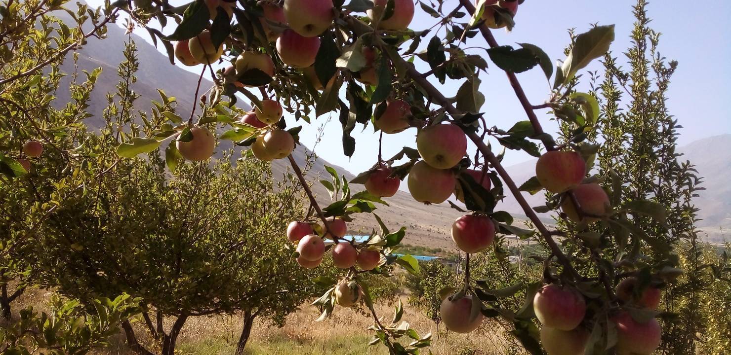 برداشت سیب در روستای جغدان