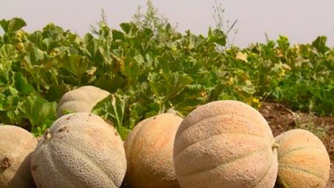 برداشت طالبی در قم+فیلم