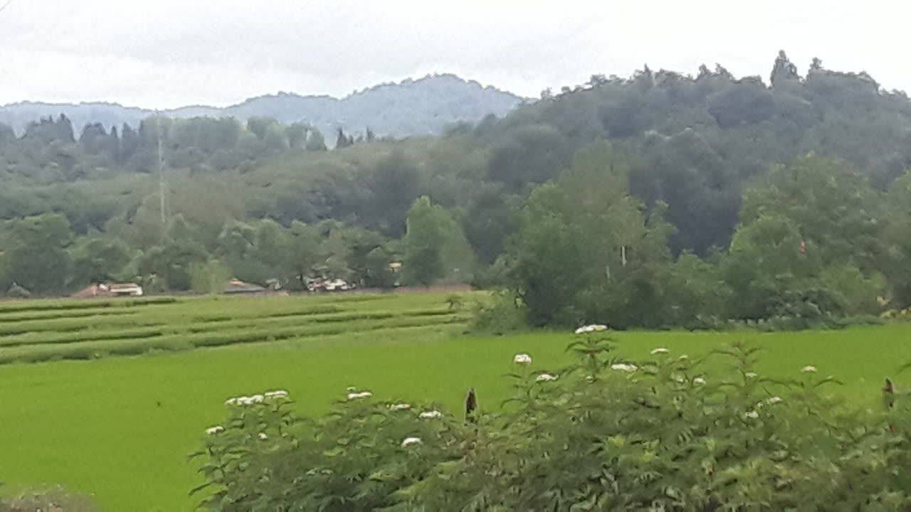 طبيعت جنگلي