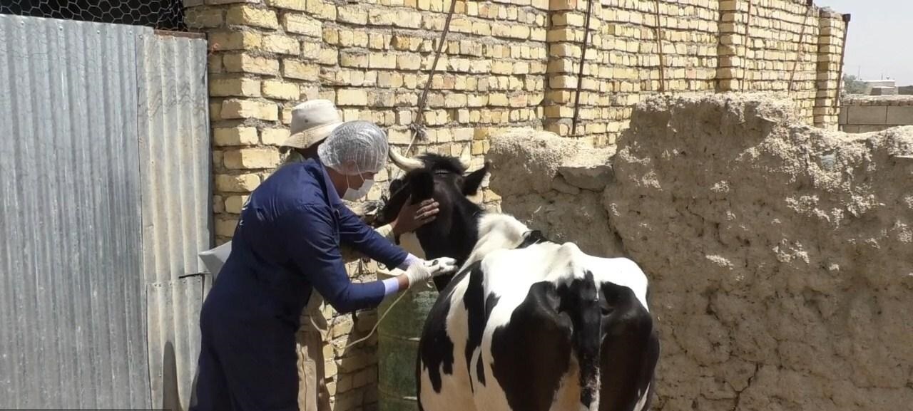 برپایی اردوی جهادی پاکسازی مراکز تولید دام و طیور