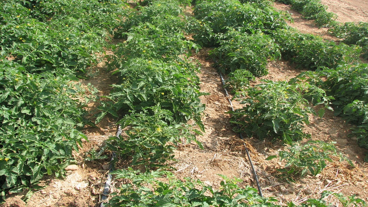 کشت ۹۰ درصد پیاز و گوجه فرنگی به شکل نشایی در مزارع قزوین