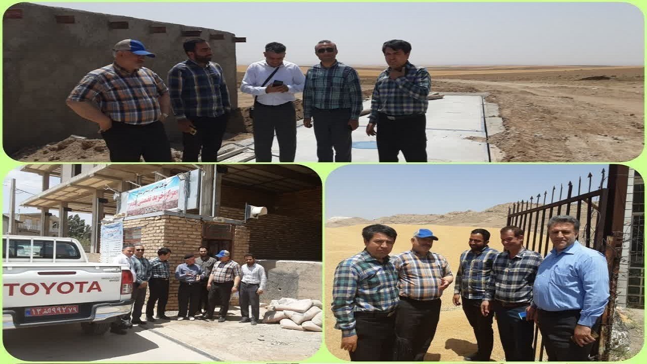 پیش بینی خرید بیش از ۳۰ هزار تن گندم تضمینی از کشاورزان آوج