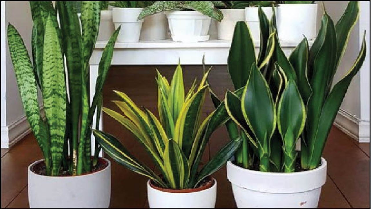 راهنمای کاربردی خرید گل و گیاه
