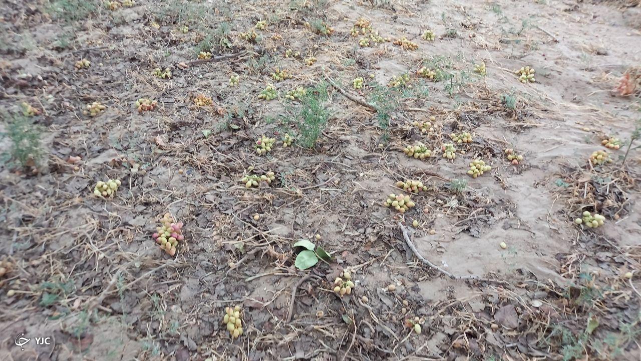 خسارت ۷۵۰ میلیارد ریالی طوفان به کشاورزی خواف