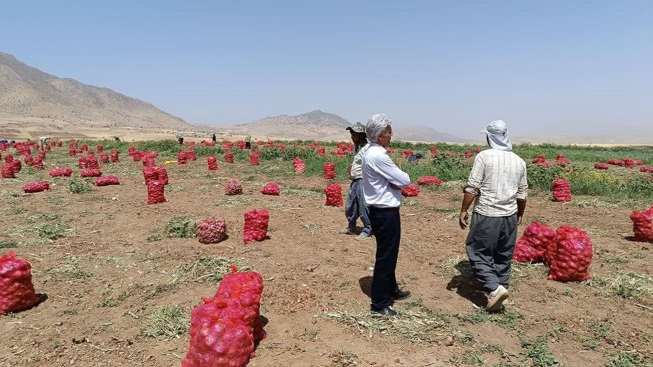 پیش بینی برداشت ۴ هزار و ۵۰۰ تن پیاز در شهرستان کیار