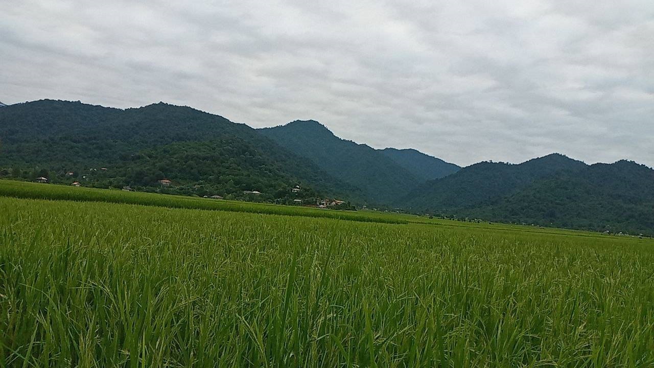 جلوه‌ای زیبا از طبیعت روستای آلیان فومن + فیلم
