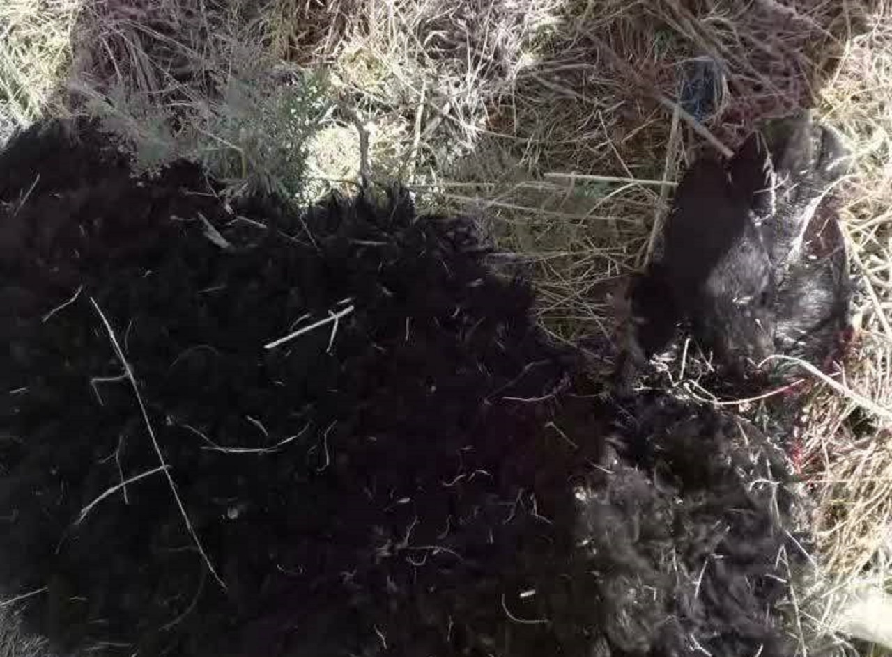 تصاویری از تلف شدن ۳۴ بره و یک بزغاله در حمله گرگ‌ها به آغل گوسفندان در روستای اوره نطنز