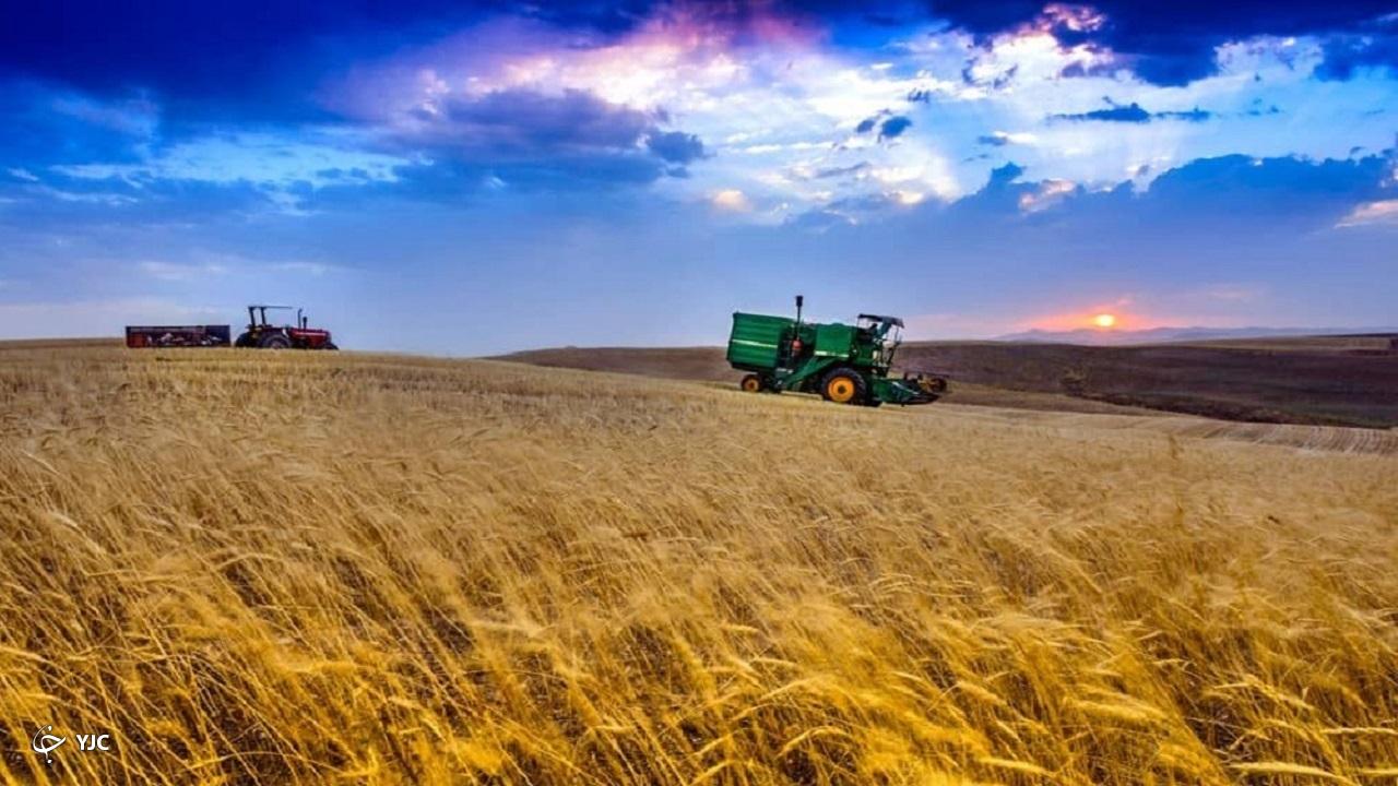 افزایش ۱۰ درصدی تولید گندم در بخش خلیفان