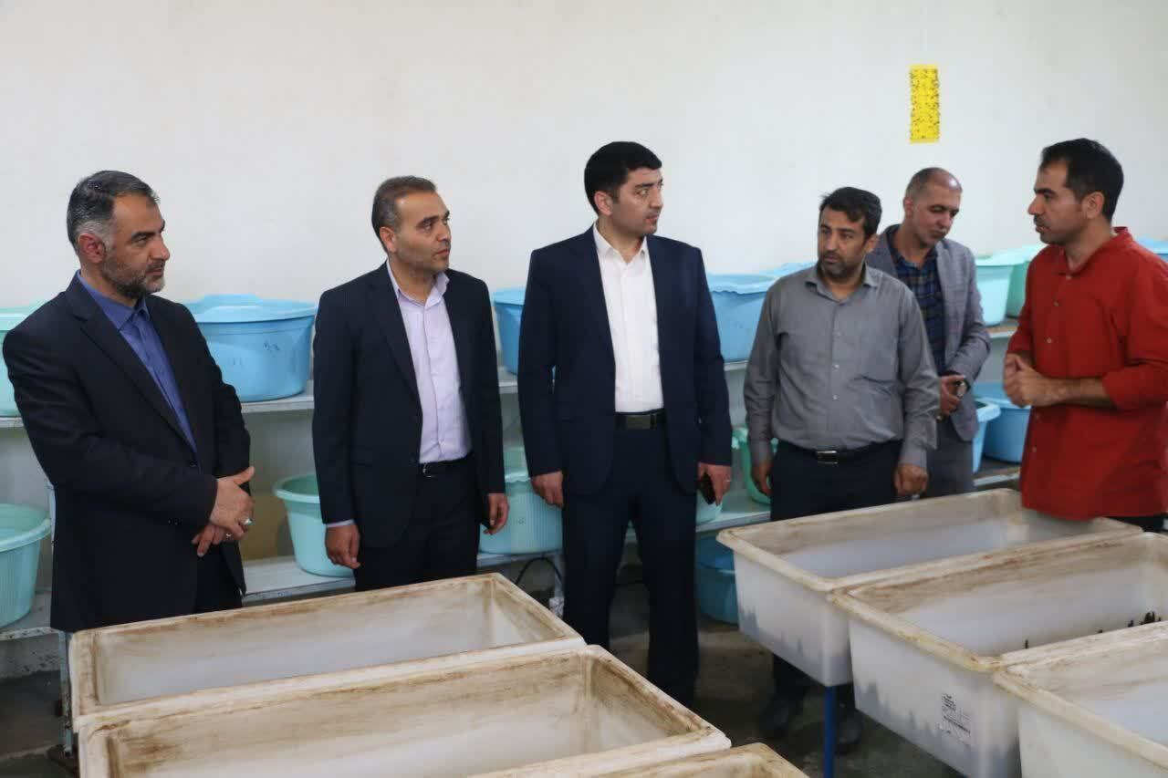 تولید بیش از ۱۴۸ هزار قطعه ماهی زینتی در اردبیل