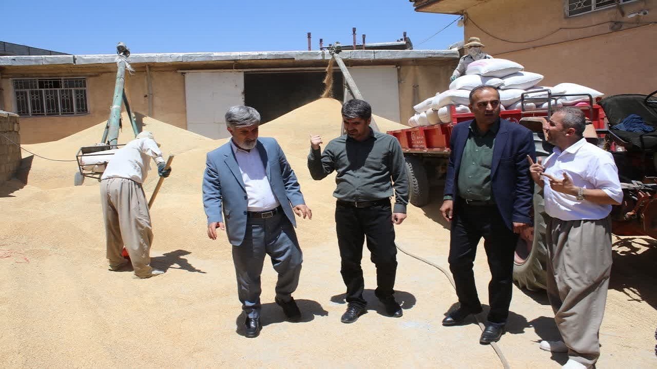 خریداری  ۱۷۰۰ تن گندم از کشاورزان سردشتی