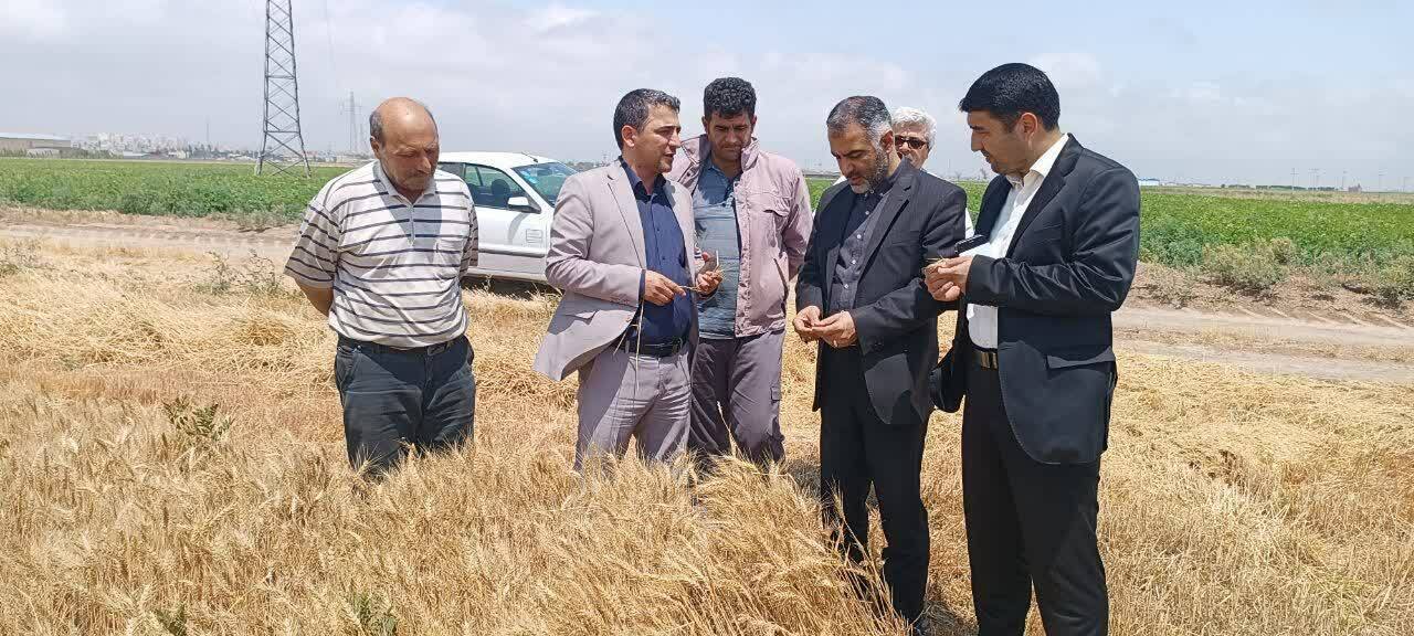 ۷ مرکز خرید گندم در اردبیل آماده خرید محصول کشاورزان هستند