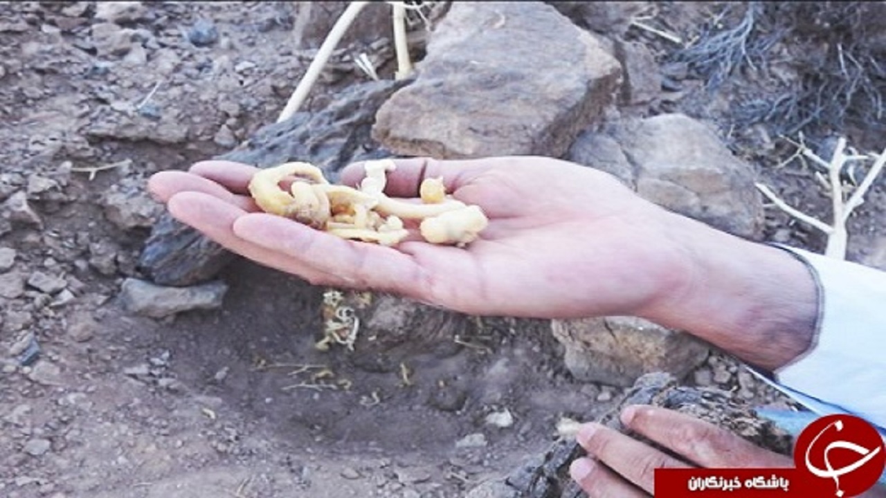 دستگیری متخلفان برداشت گیاه انغوزه در پناهگاه حیات وحش شیرکوه