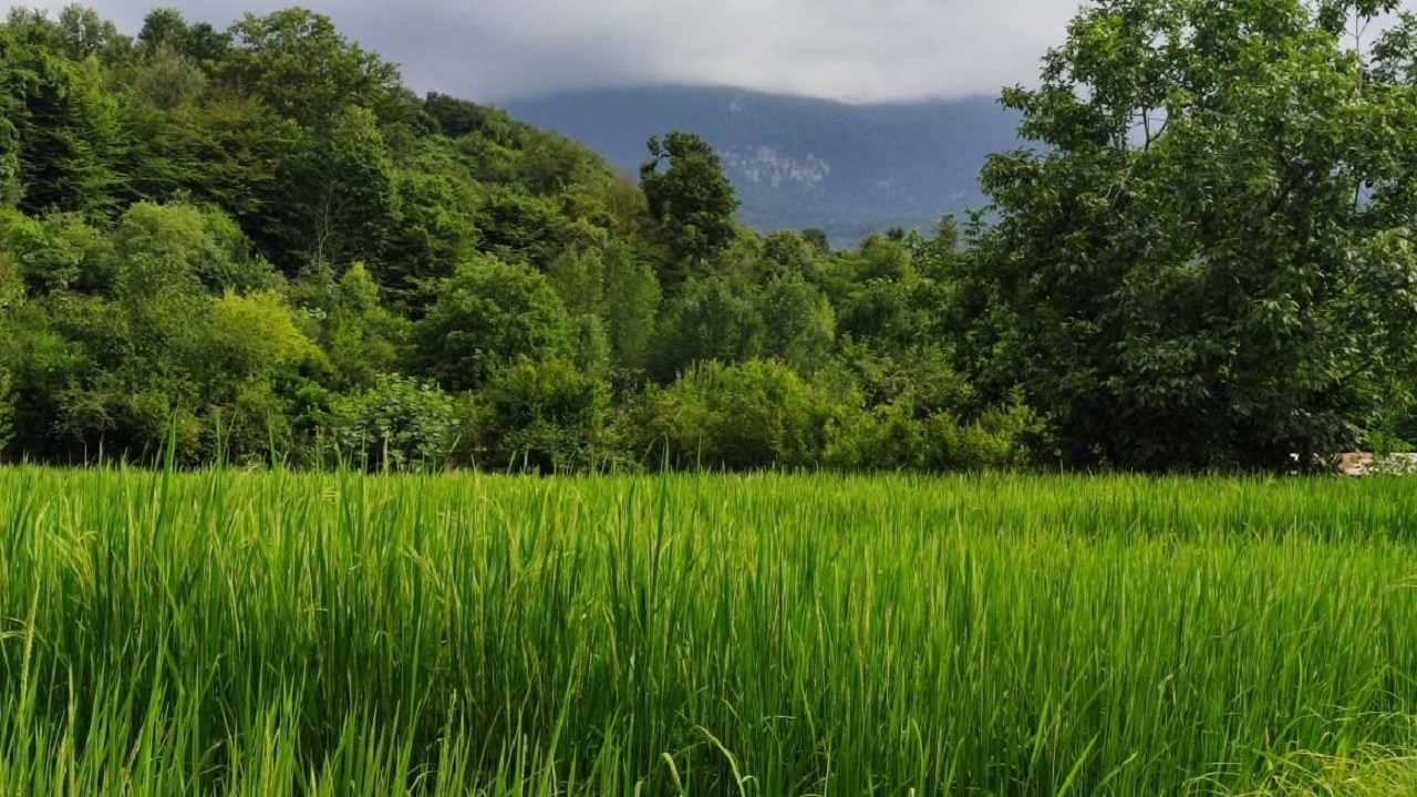 نگاهی به طبیعت تابستانه روستای نظام محله مازندران + تصاویر