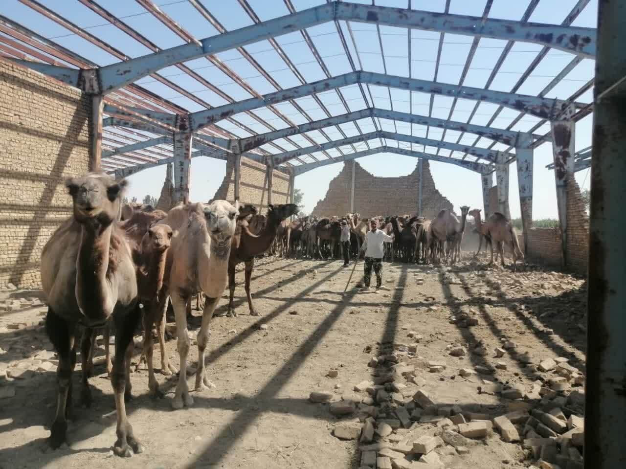 توقیف شترهای سرگردان در تالاب صالحیه