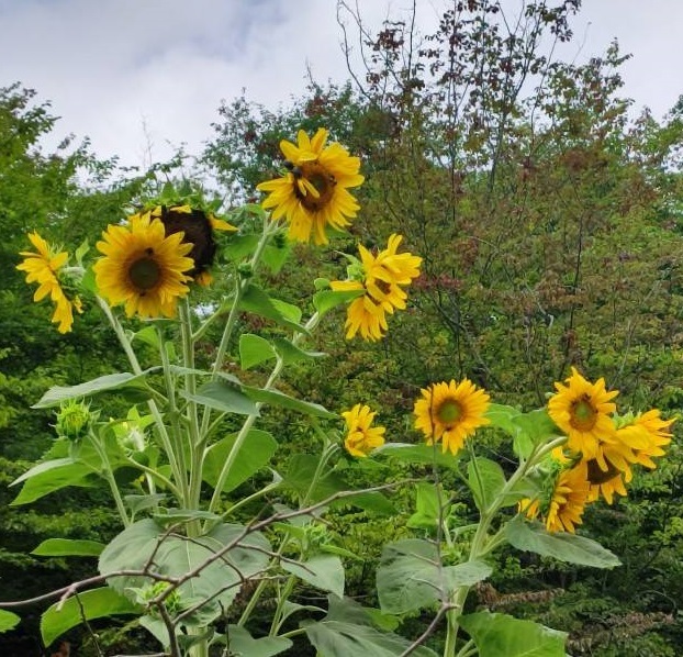 نگاهی به طبیعت تابستانه روستای نظام محله