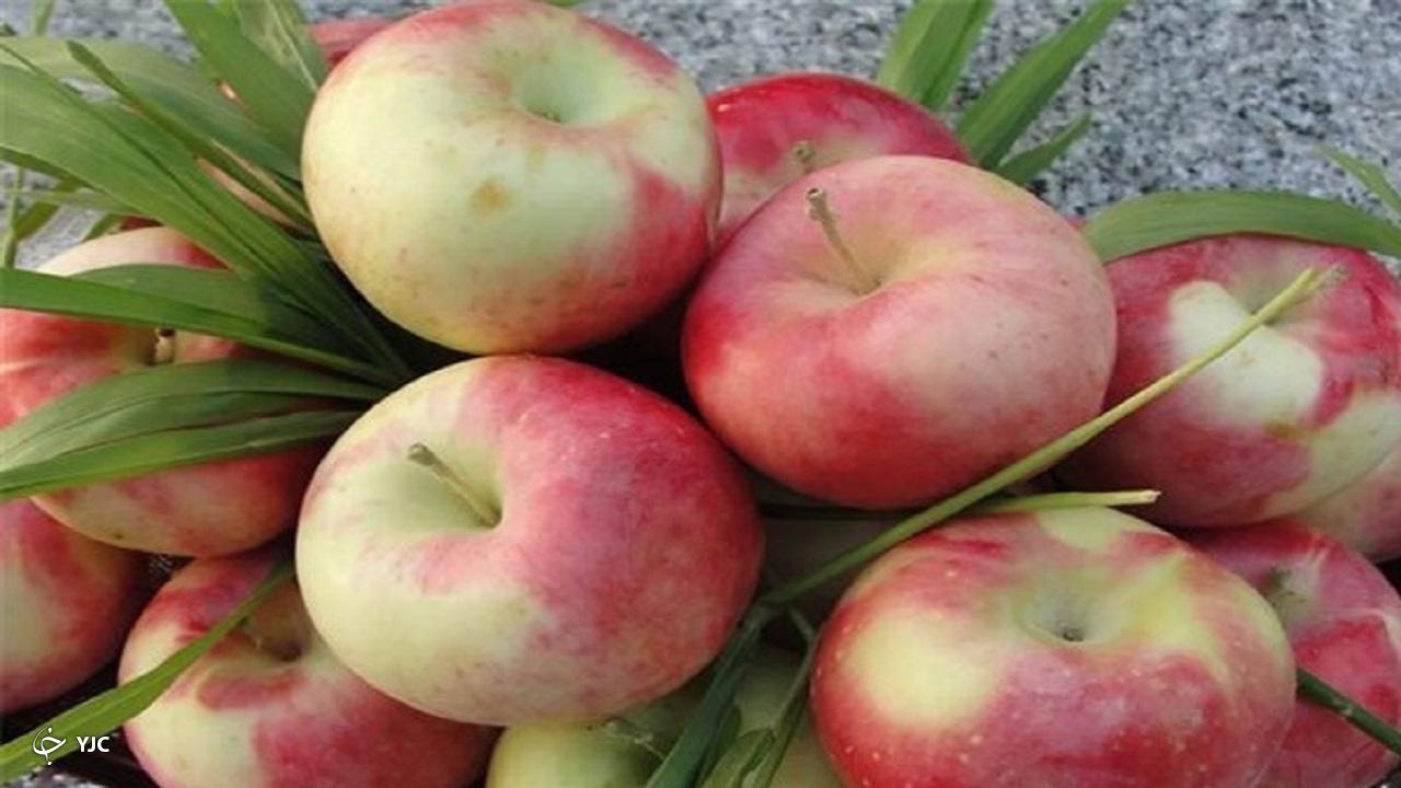 پیش‌بینی برداشت ۴۰ هزار تن سیب تابستانه در آذربایجان غربی