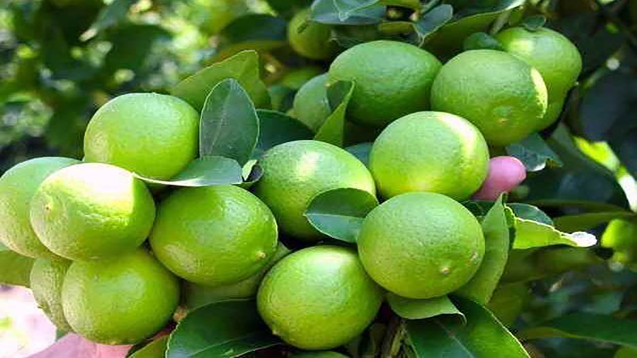 آغاز خرید توافقی و مشارکتی محصول لیموترش
