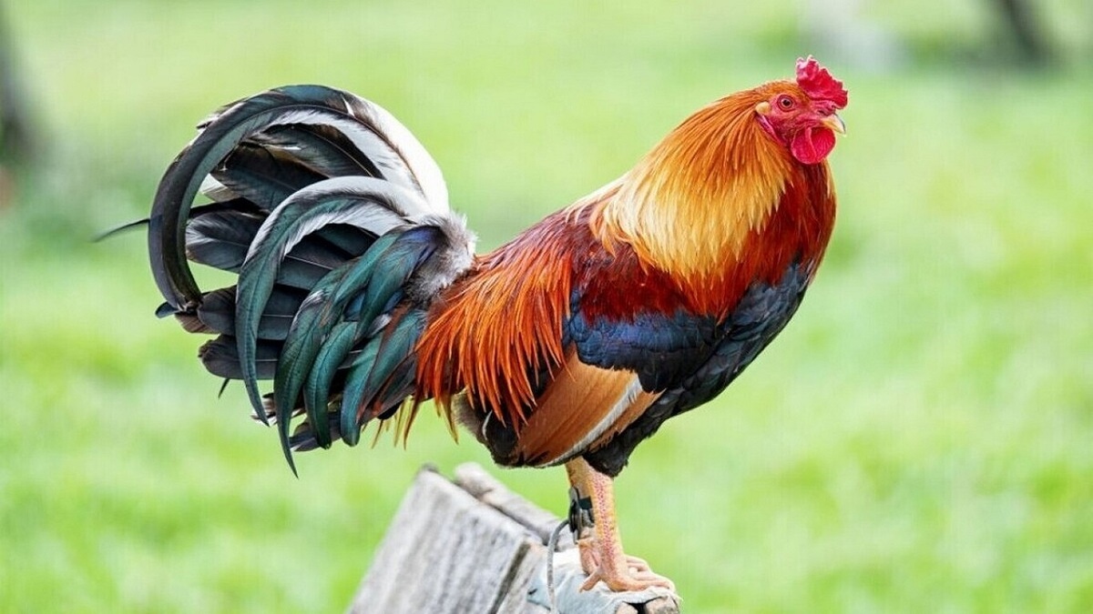 خروسی که گنجینه کشور ژاپن است! + فیلم