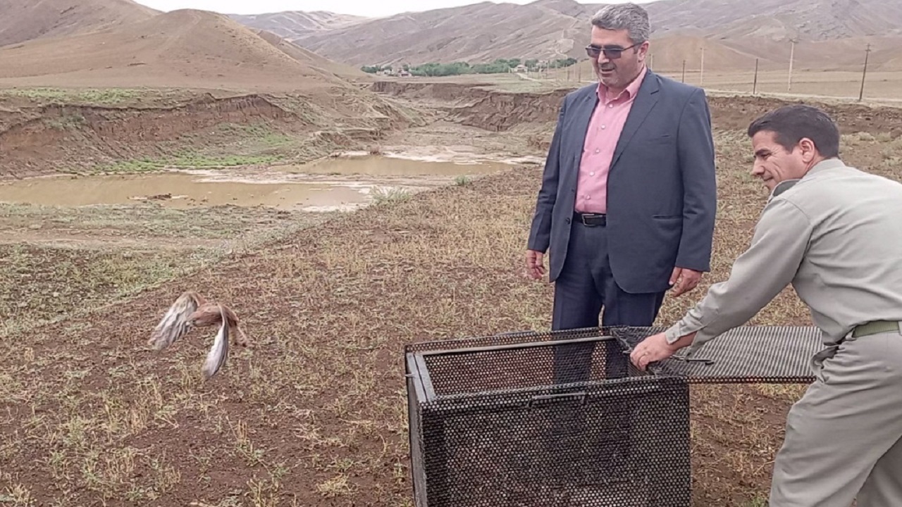 دلیجه‌های نجات یافته از سیل، در زیستگاه خود رهاسازی شدند