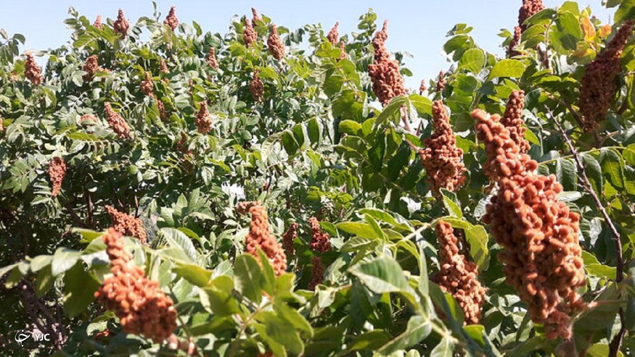 سردشت با ۷۰۰ هکتار باغ سماق قطب تولید این محصول در منطقه است