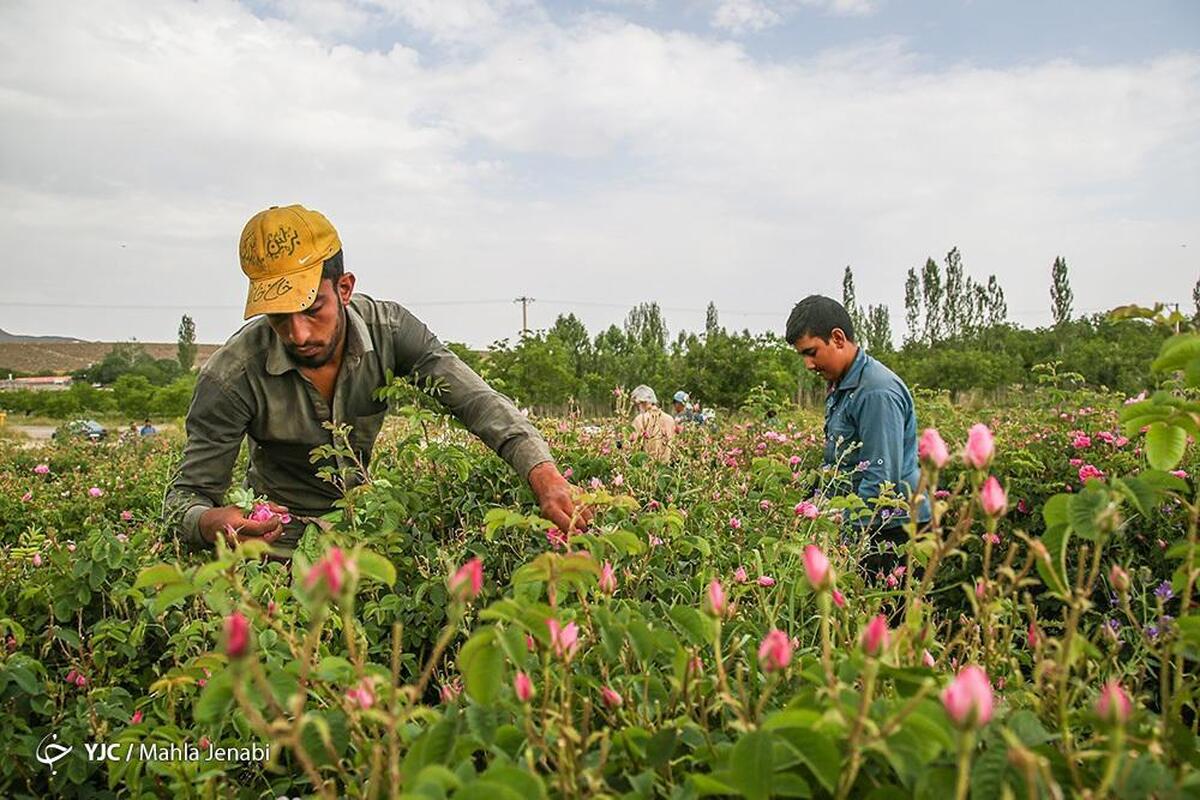 برداشت گل نرگس از باغات شهرستان خفر استان فارس