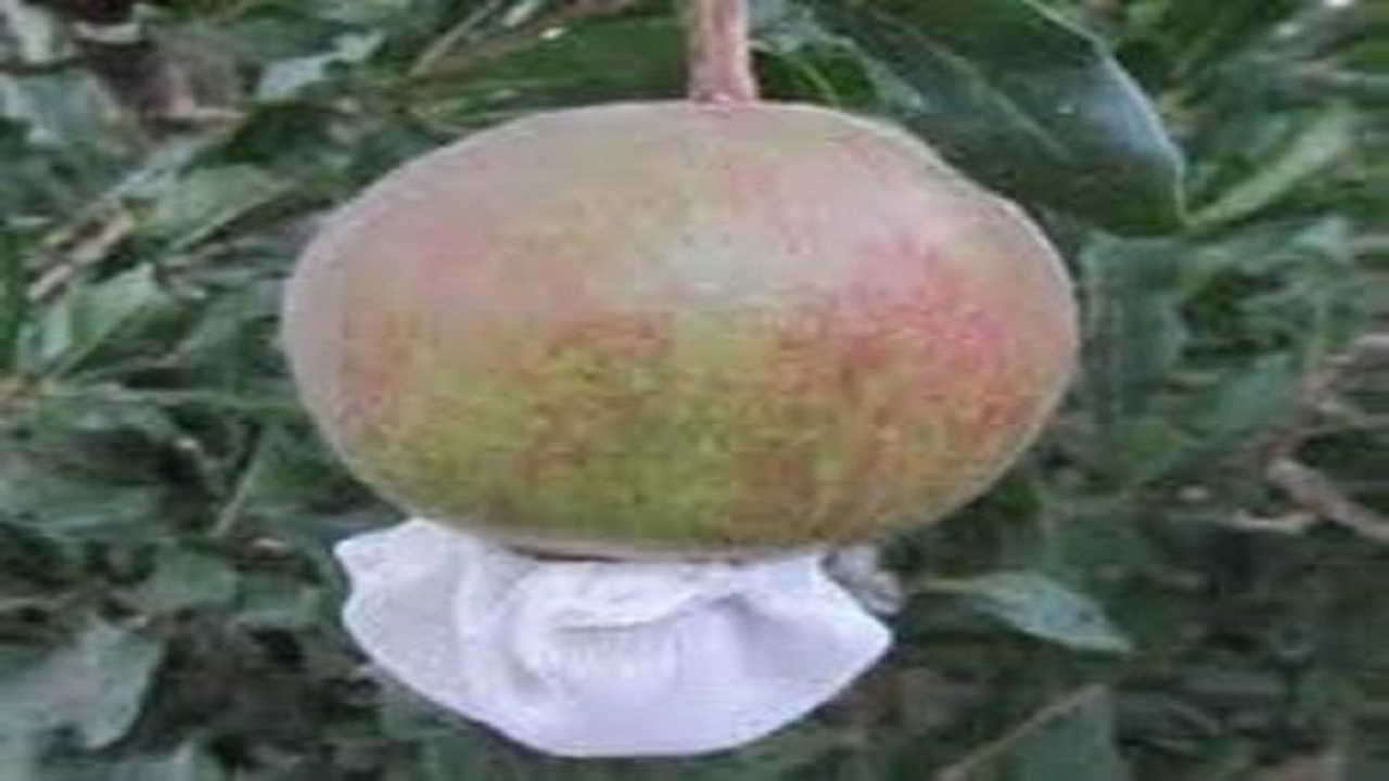 اجرای طرح کاور گیری میوه انار در استان یزد