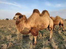 فعالیت ۱۴ سایت الگو برای پرورش شتر در کشور