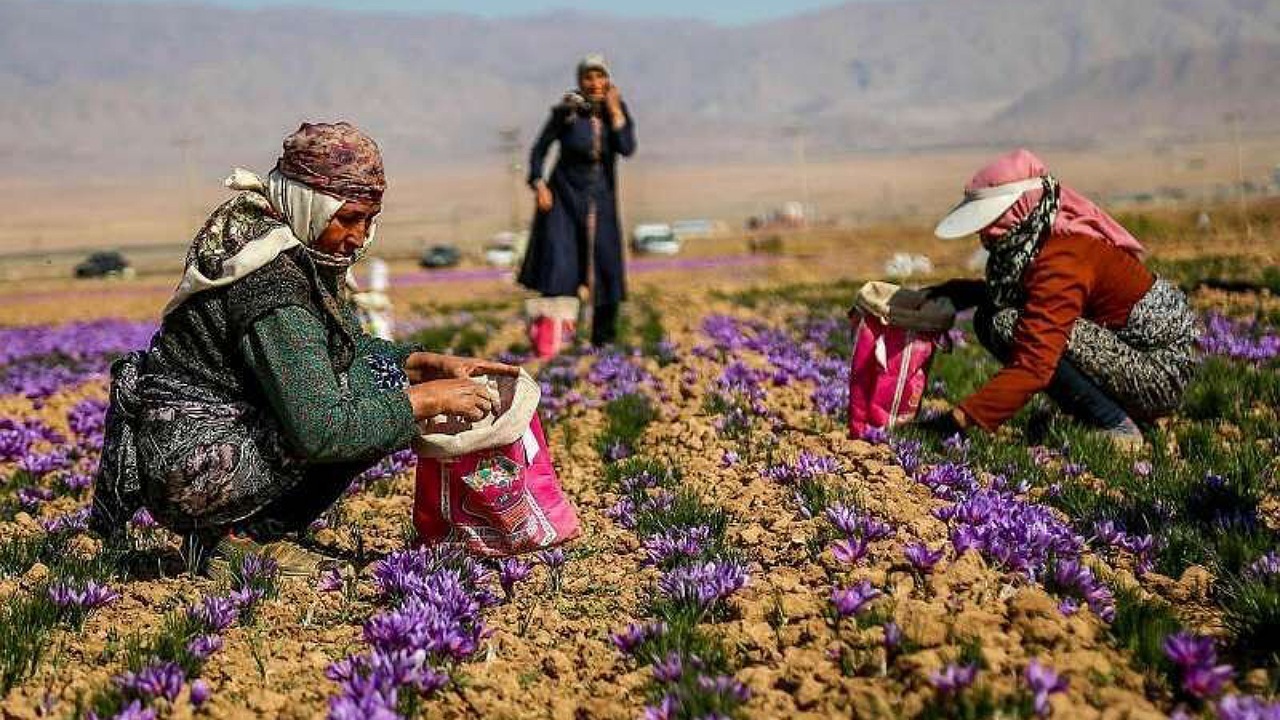 تثبیت اشتغال در روستا ها منجر به خلق ثروت می‌شود