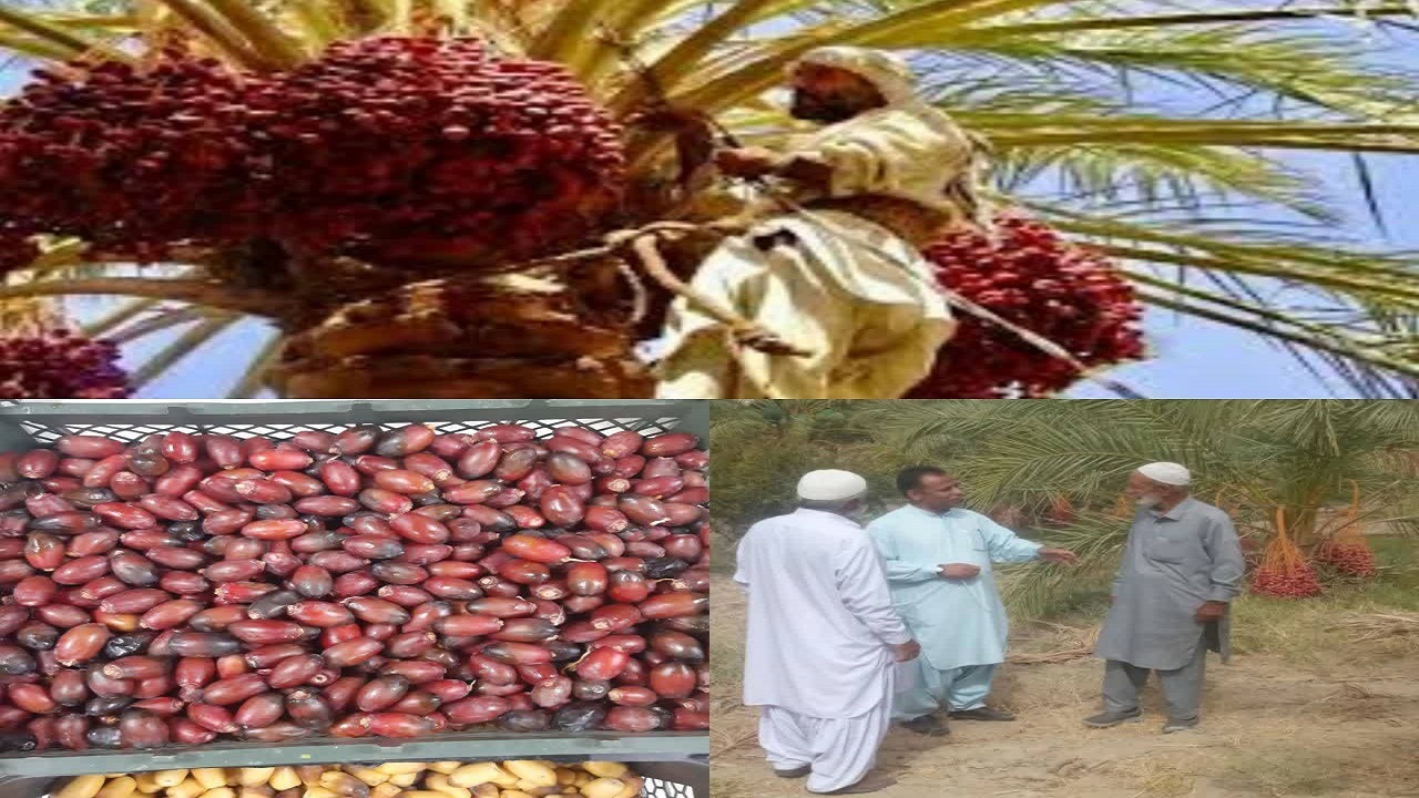 برداشت ۱۹ هزارتن خرما ازنخلستان‌های سراوان