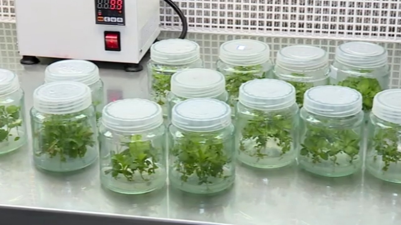 دستیابی به تولید فناوری نهال اصلاح شده ژنتیکی