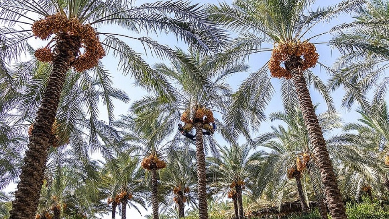 سالانه افزون بر ۲۸۷ هزار تن انواع خرما در استان تولید می‌شود