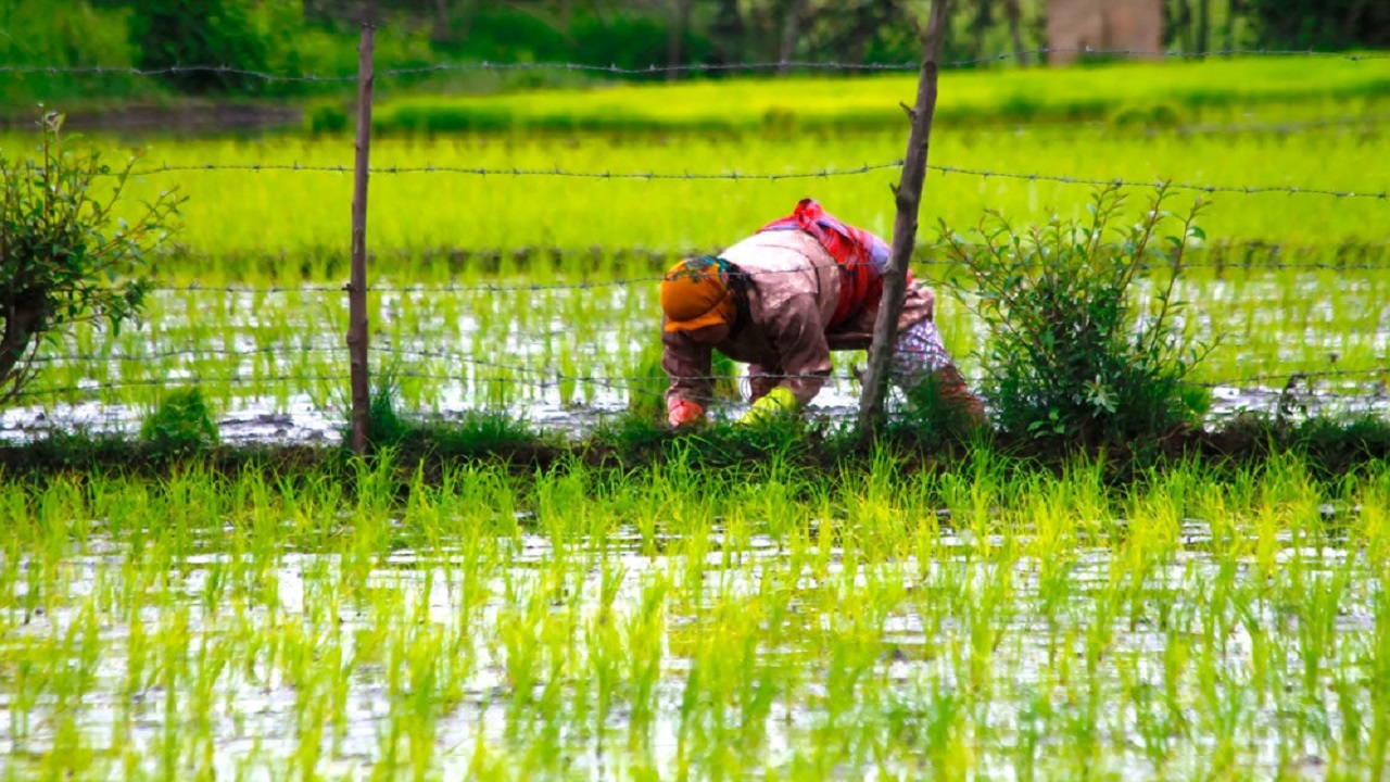 به بار نشستن خوشه‌های برنج در مزارع بابل + فیلم و تصاویر
