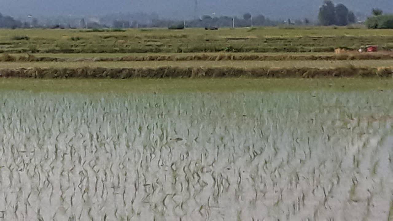 مزارع کشت برنج