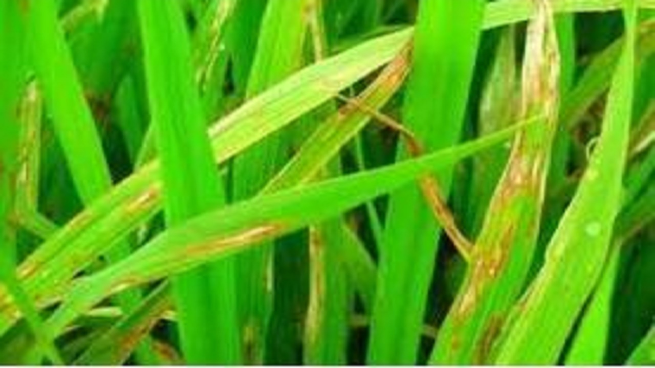 مبارزه با بلاست برنج با مصرف کود‌های پتاسه و سیلیکاته
