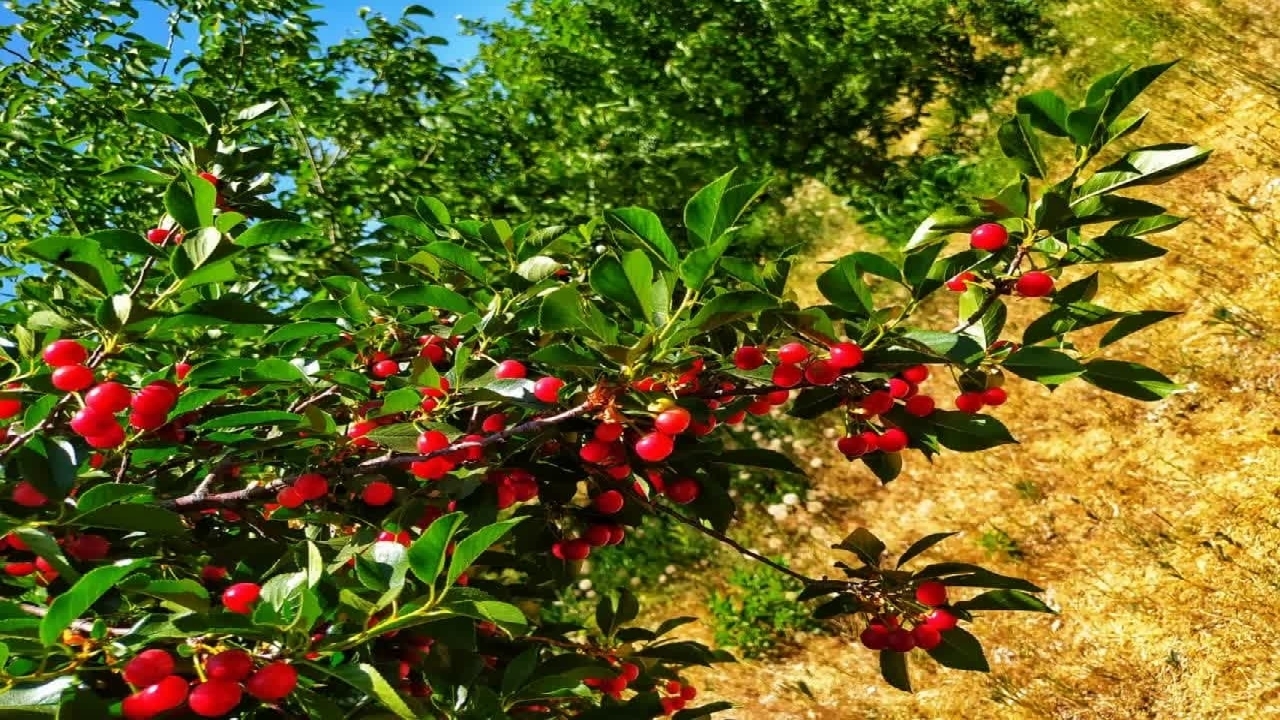 جوانه‌هایی با درآمدزایی سرسبز
