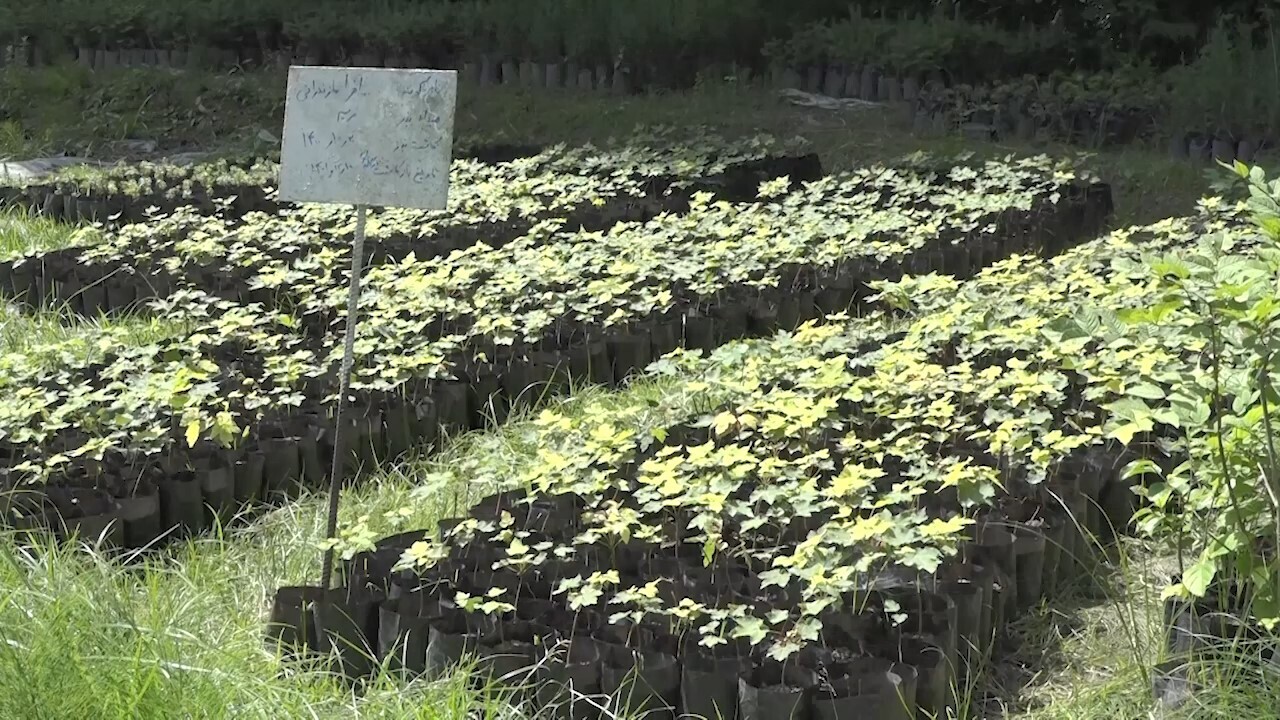 کشف گونه جدید درخت در جنگل های مازندران
