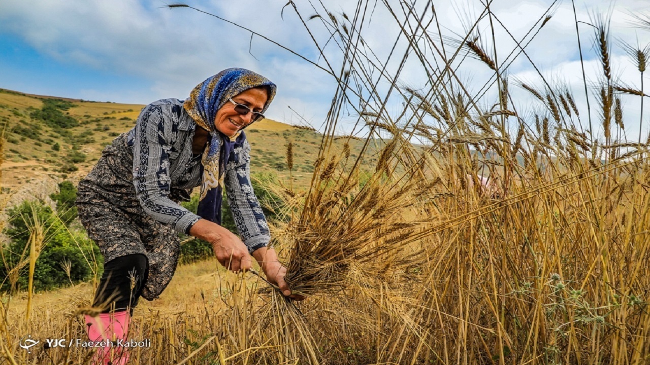 بیش از ۹۸ درصد بهای گندم تحویلی به حساب کشاورزان بوشهری واریز شد