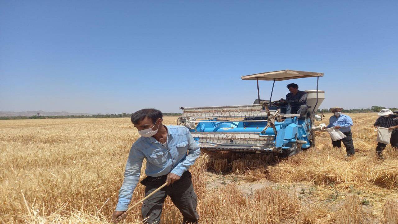 تولید بذر نمونه گندم و جو با توجه به شرایط آب و هوایی خراسان رضوی